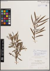 Foto von Salix interior Rowlee